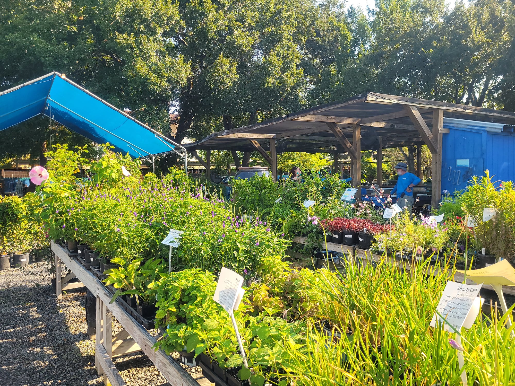 Nelson Water Gardens & Nursery outdoor plants